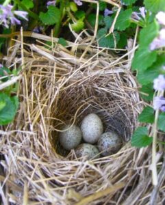 Ethical Questions in a Carrot Bed Image